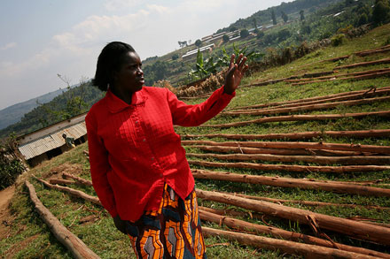 Wood to build a new cow shed Wood to build a new cow shed