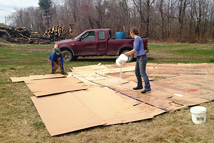 Make sure to water the cardboard so it doesn't blow away. watering cardboard