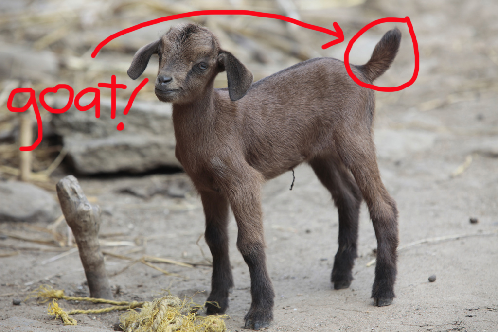 Goat giveaway A baby goat with upturned tail