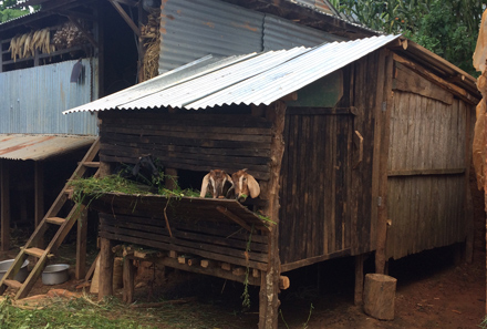 The shed Man Kumari built with the money from the revolving fund. community members shared that they helped each other in construction. The shed Man Kumari built with the money from the revolving fund.
