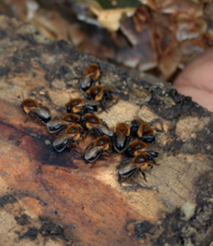Honeybees help sustain the lives of farm families in South Africa and around the world. Honeybees help sustain the lives of farm families in South Africa and around the world.