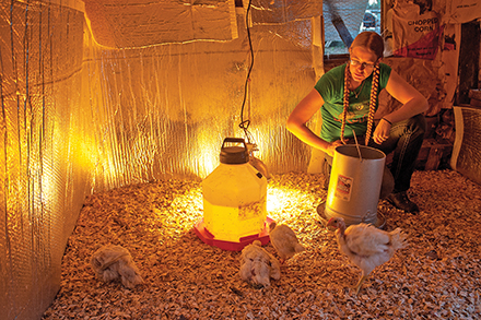 In the “chicken hospital,” birds needing extra TLC can rest and stay warm. In the “chicken hospital,” birds needing extra TLC can rest and stay warm.