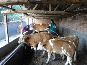 Her cattle