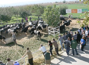 Initial cattle beneficiaries are chosen through a lottery system