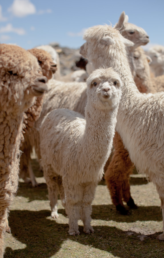 Christmas wish list alpaca Christmas wish list alpaca