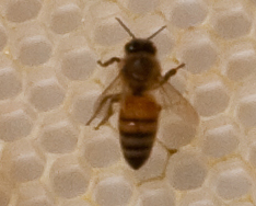 bees