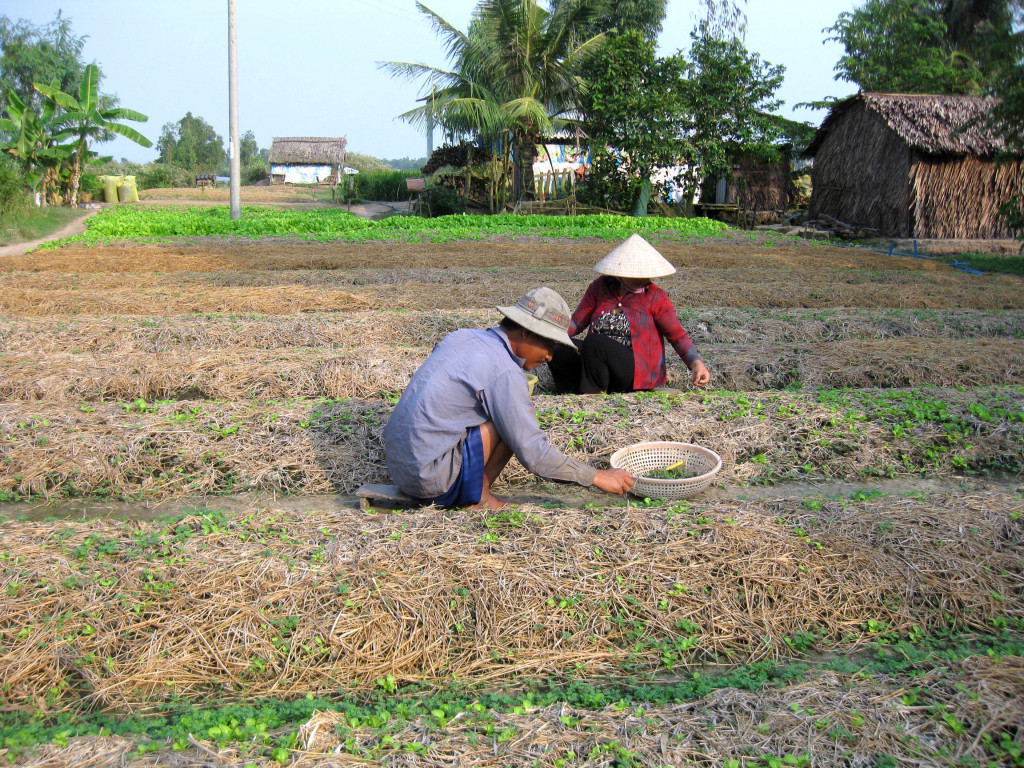 Giau of Heifer Vietnam