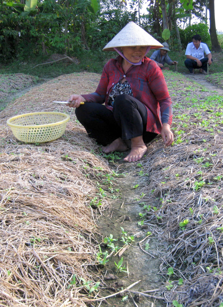 Giau of Heifer Vietnam