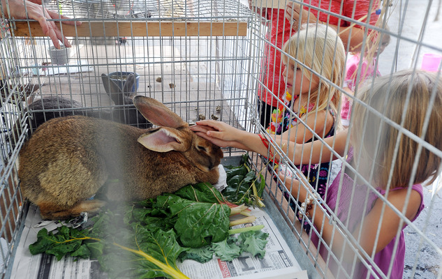Clarendon Hills Family Farm Fest